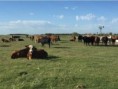 PRODUCTOS 3 - GANADO